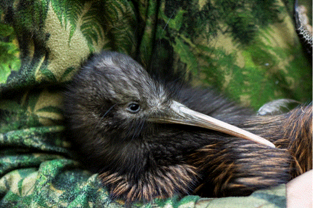 Save the kiwi